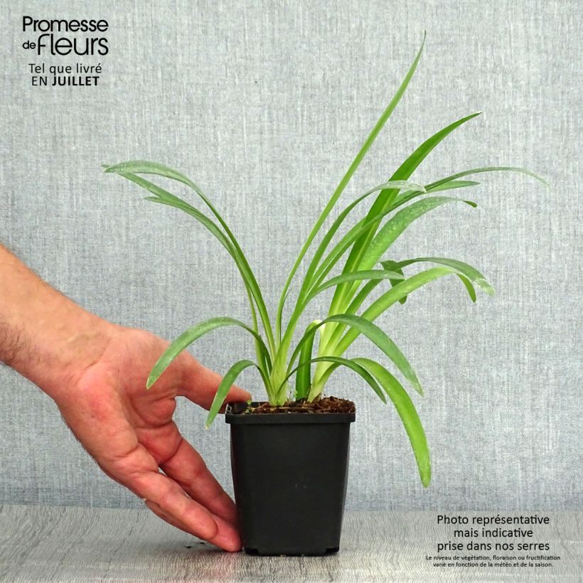 Exemplar von Agapanthus Pretty Sandy - Schmucklilie Kleine Töpfe von 8/9 cm wie im Sommer geliefert