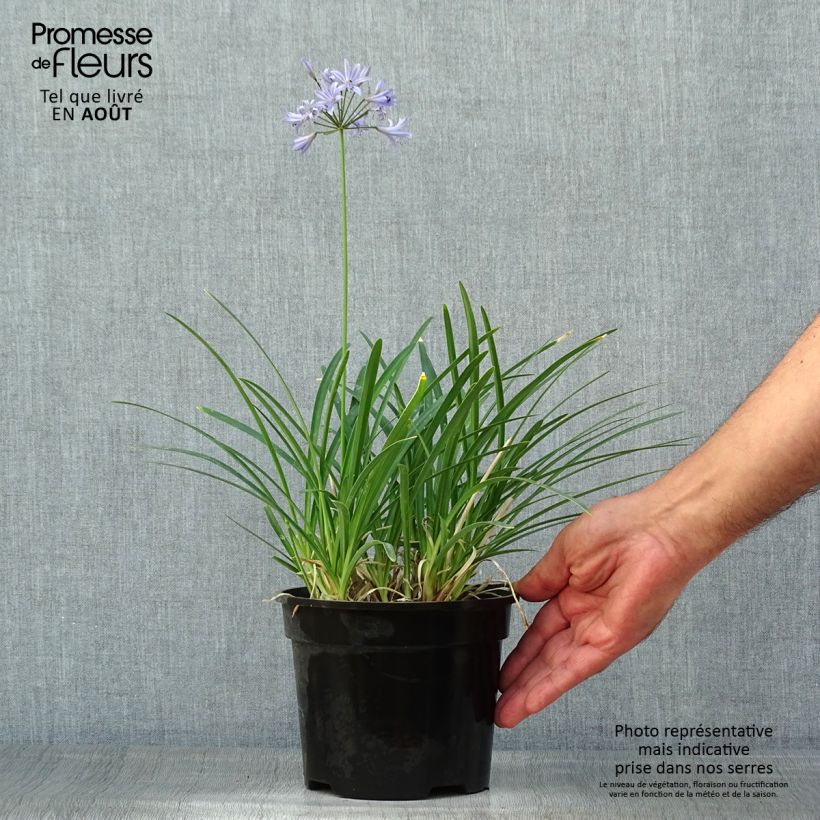 Exemplar von Agapanthus Pretty Sandy - Schmucklilie Topf mit 2L/3L wie im Sommer geliefert