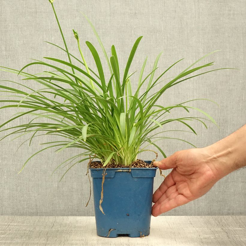 Exemplar von Agapanthus Silver Baby - Schmucklilie Topf mit 2L/3L wie im Sommer geliefert