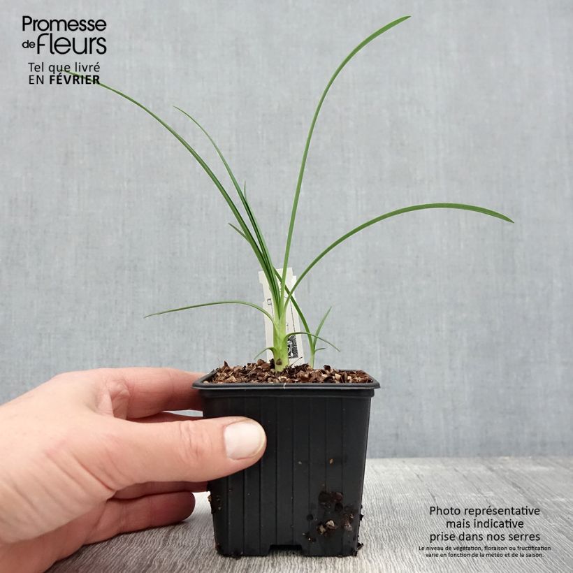 Exemplar von Agapanthus Strawberry Ice - Schmucklilie Kleine Töpfe von 8/9 cm wie im Winter geliefert