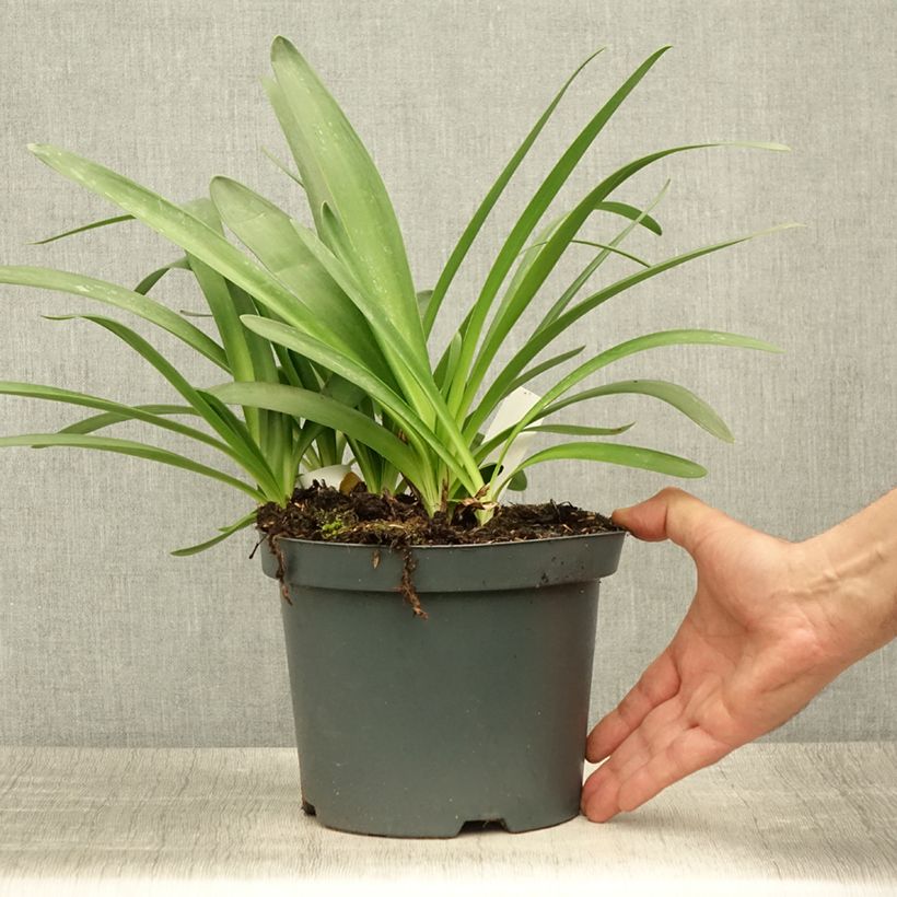 Exemplar von Agapanthus Sunfield - Schmucklilie Topf mit 2L/3L wie im Sommer geliefert