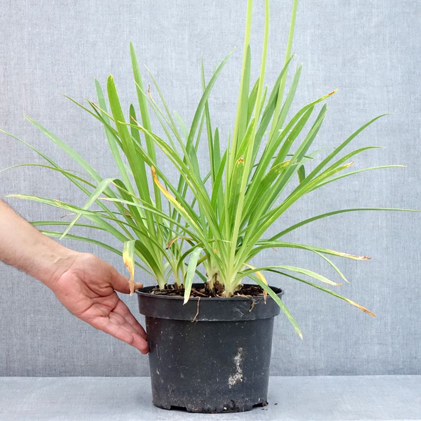Exemplar von Agapanthus Sunfield - Schmucklilie Topf mit 4L/5L wie im Sommer geliefert