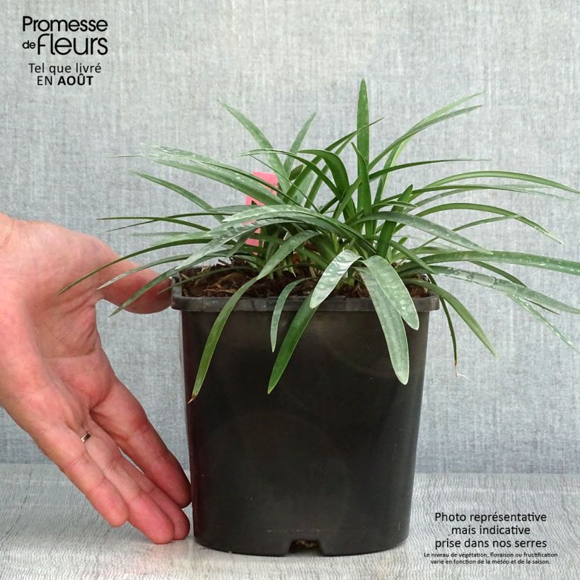 Exemplar von Agapanthus Thumbelina - Schmucklilie Topf mit 2L/3L wie im Sommer geliefert