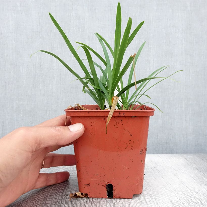 Exemplar von Agapanthus Tom Thumb - Schmucklilie Topf mit 1L/1,5L wie im Sommer geliefert
