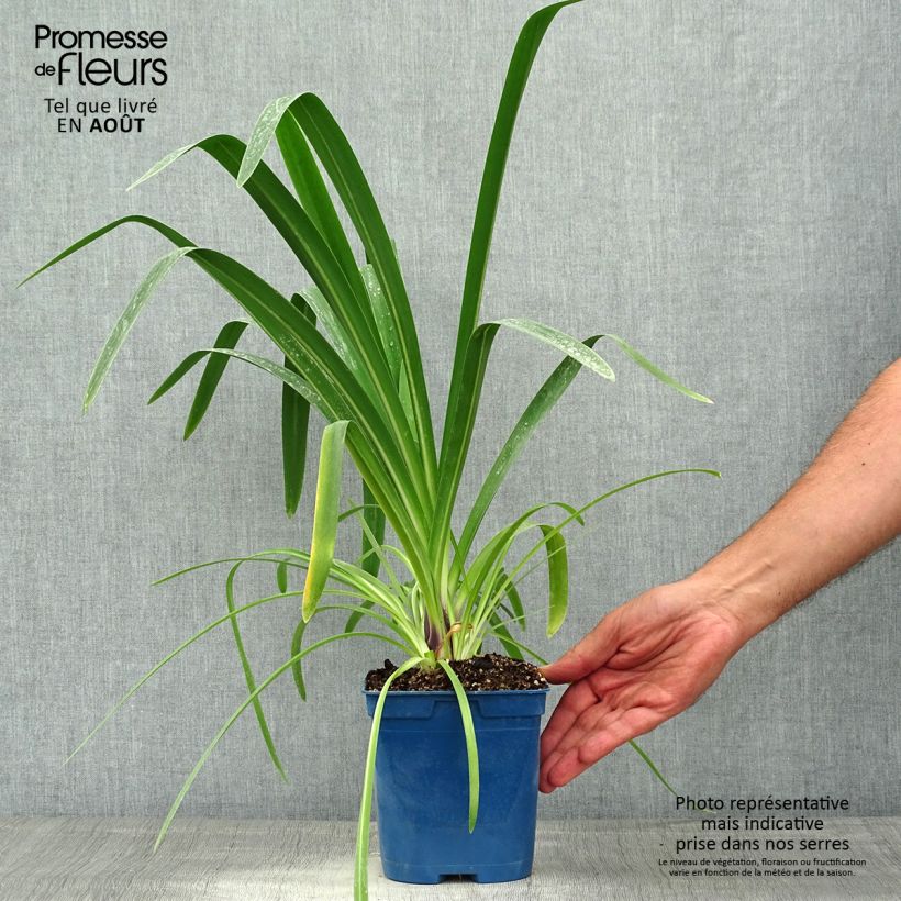 Exemplar von Agapanthus Vallée de la Loire - Schmucklilie Topf mit 2L/3L wie im Sommer geliefert