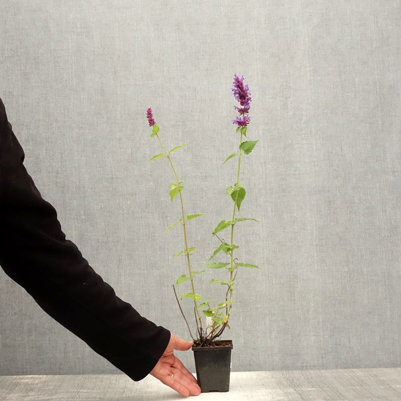 Exemplar von Agastache Blue Boa - Duftnessel Kleine Töpfe von 8/9 cm wie im Sommer geliefert