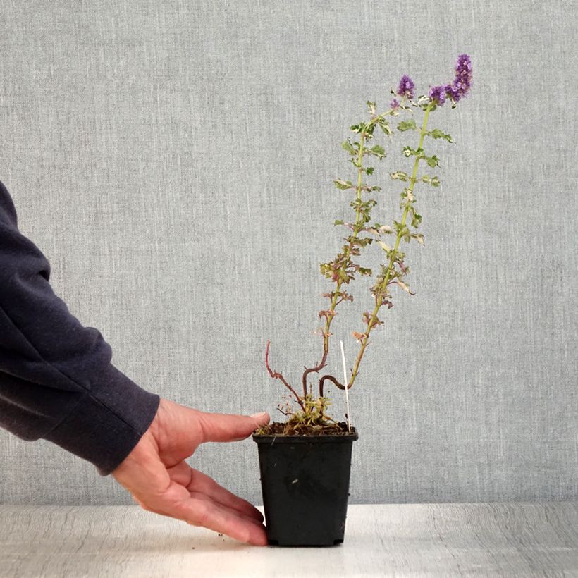 Exemplar von Agastache Crazy Fortune - Duftnessel Kleine Töpfe von 8/9 cm wie im Sommer geliefert