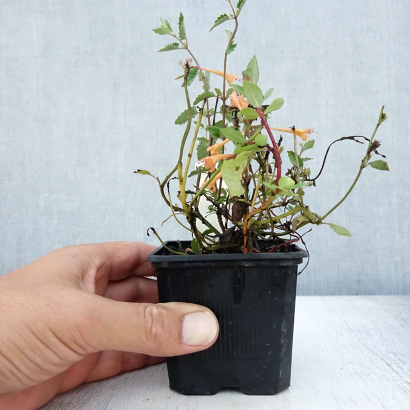 Exemplar von Agastache Kudos Mandarin - Duftnessel Kleine Töpfe von 8/9 cm wie im Sommer geliefert