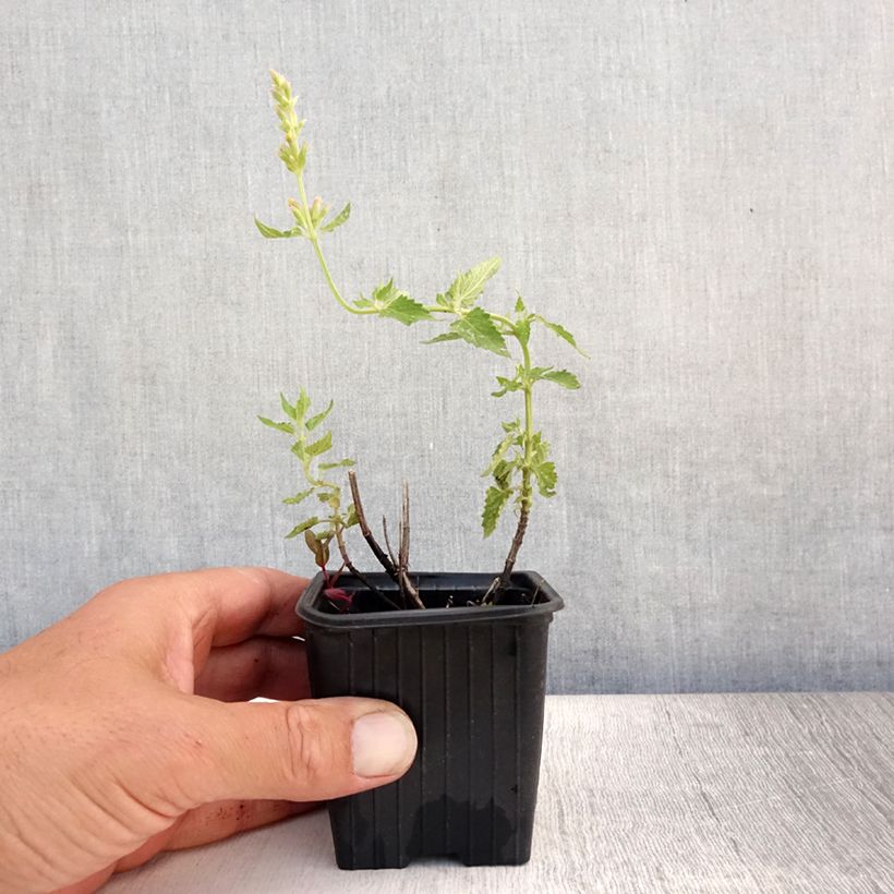 Exemplar von Agastache Kudos Yellow - Duftnessel Kleine Töpfe von 8/9 cm wie im Sommer geliefert
