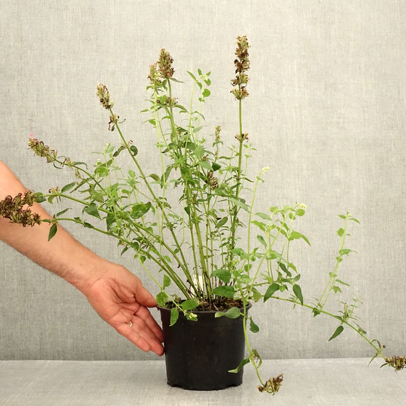 Exemplar von Agastache mexicana Red Fortune - Duftnessel Topf mit 2L/3L wie im Sommer geliefert