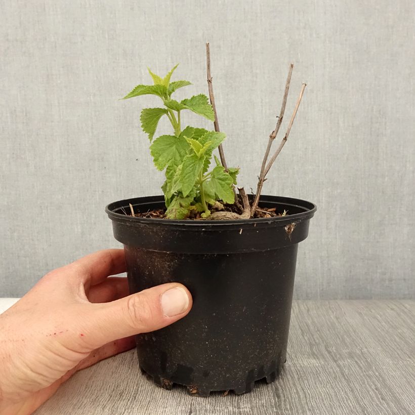 Exemplar von Agastache rugosa Alabaster - Duftnessel Topf mit 2L/3L wie im Frühjahr geliefert