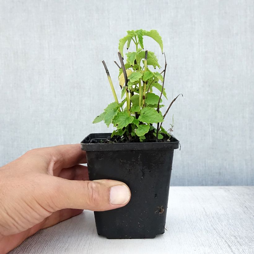 Exemplar von Agastache rugosa Alabaster - Duftnessel Kleine Töpfe von 8/9 cm wie im Sommer geliefert