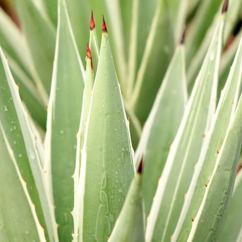 Agave angustifolia Marginata - Schmalblättrige Agave (Laub)