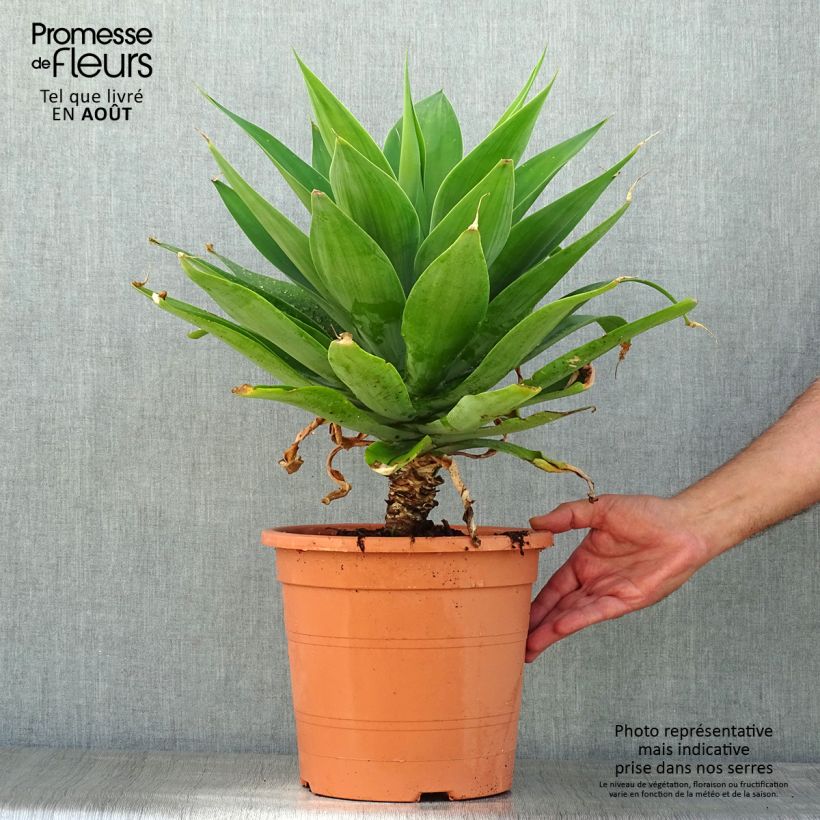Exemplar von Agave attenuata - Drachenbaum-Agave Topf mit 7,5L/10L wie im Sommer geliefert