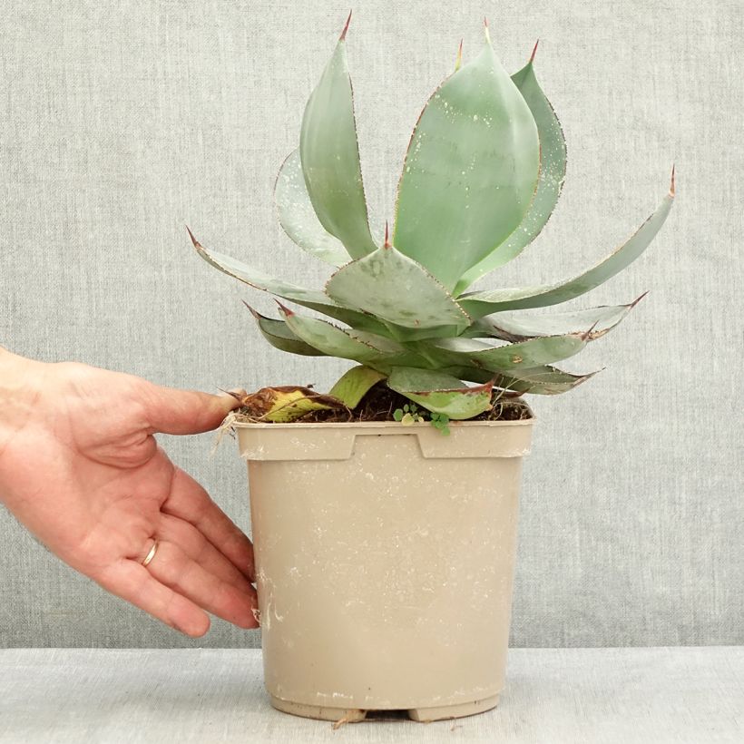 Exemplar von Agave celsii Nova Topf mit 3L/4L wie im Sommer geliefert