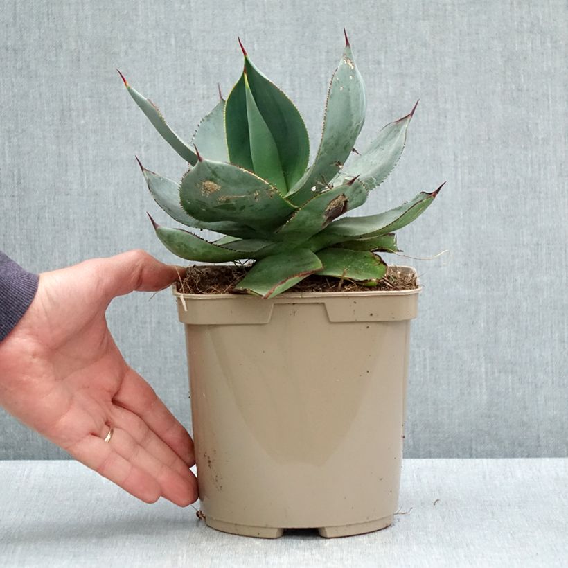 Exemplar von Agave celsii Nova - Pot de 3L/4L wie im Frühjahr geliefert