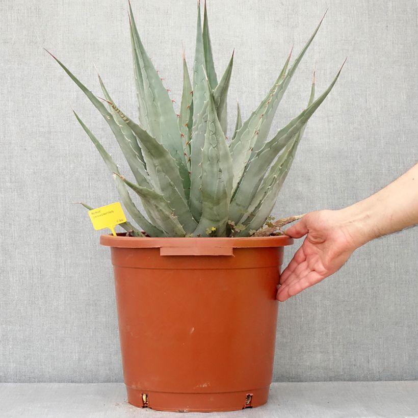 Exemplar von Agave chrysantha Topf mit 12L/15L wie im Frühjahr geliefert