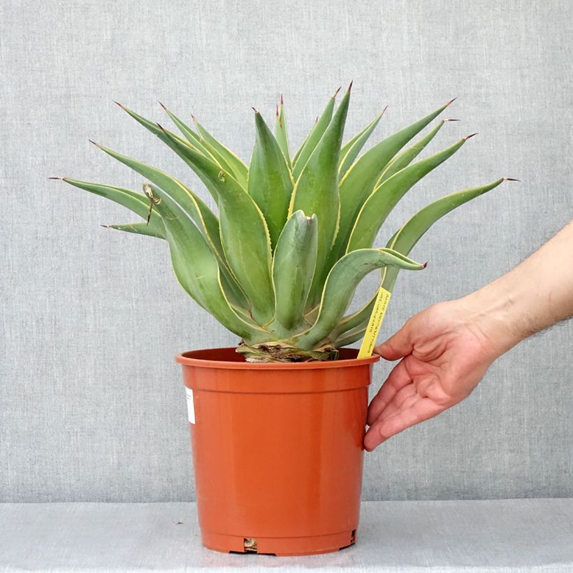 Exemplar von Agave desmetiana Variegata Topf mit 4L/5L wie im Frühjahr geliefert