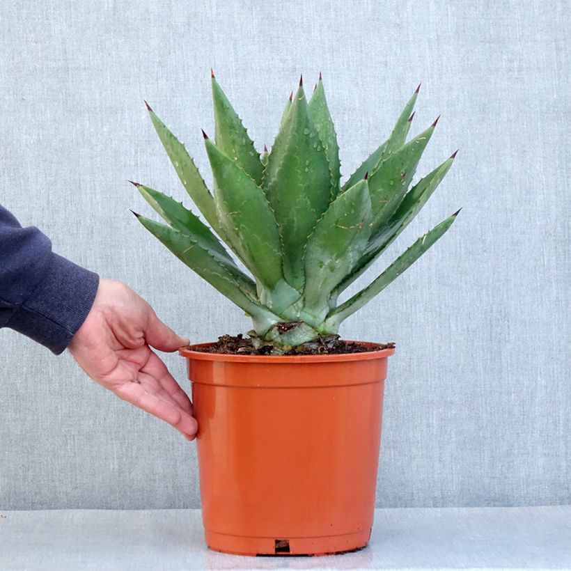 Exemplar von Agave fourcroydes Topf mit 4L/5L wie im Frühjahr geliefert
