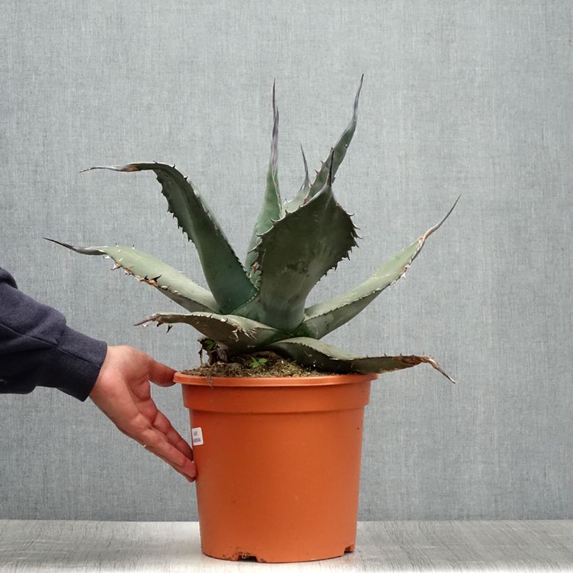 Exemplar von Agave havardiana Topf mit 7,5L/10L wie im Sommer geliefert
