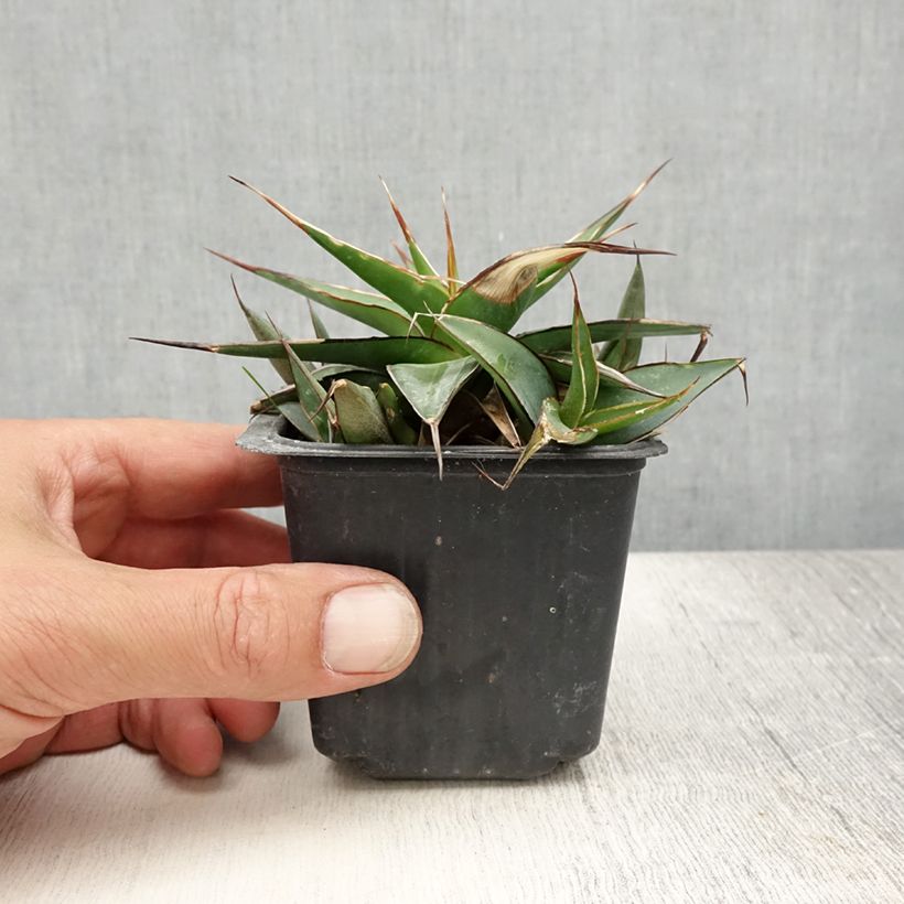 Exemplar von Agave impressa Impressive Kleine Töpfe von 8/9 cm wie im Sommer geliefert