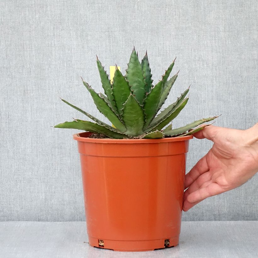Exemplar von Agave lophantha Topf mit 4L/5L wie im Frühjahr geliefert