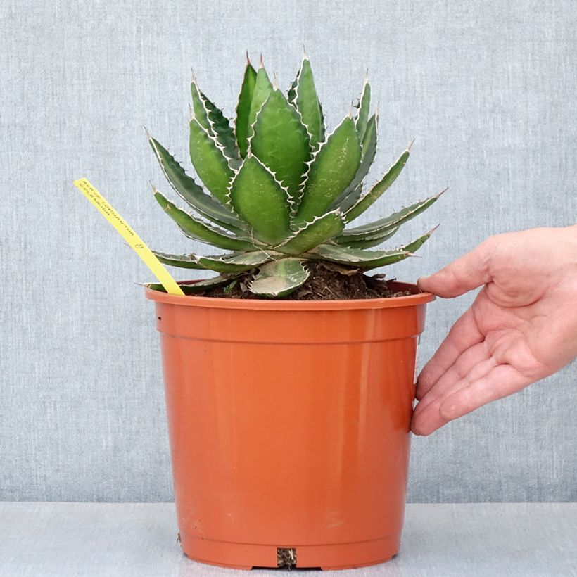 Exemplar von Agave lophantha Splendida Topf mit 4L/5L wie im Frühjahr geliefert