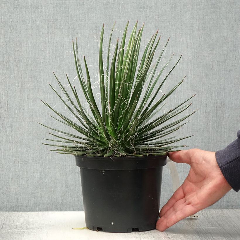 Exemplar von Agave multifilifera Topf mit 3L/4L wie im Sommer geliefert
