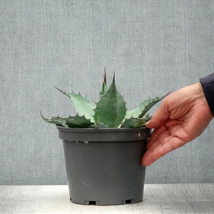 Exemplar von Agave ovatifolia Topf mit 3L/4L wie im Sommer geliefert