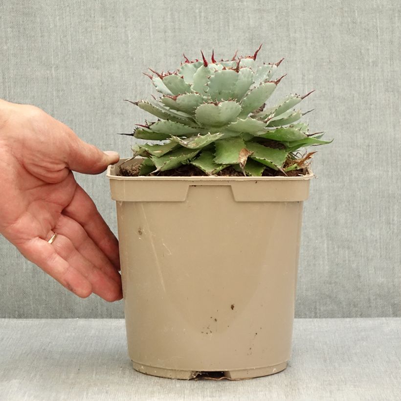 Exemplar von Agave potatorum Kichiokan Topf mit 3L/4L wie im Sommer geliefert