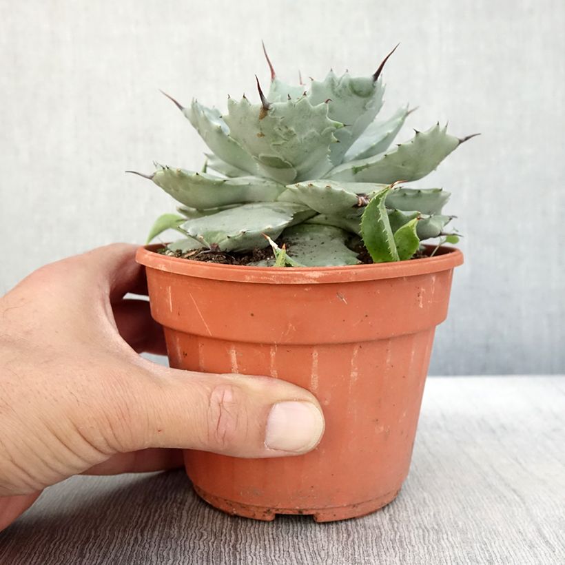 Exemplar von Agave potatorum var. verschaffeltii Topf mit 2L/3L wie im Herbst geliefert