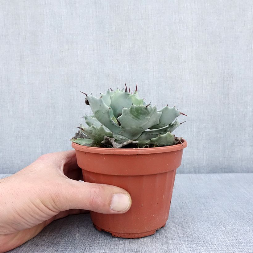 Exemplar von Agave potatorum var. verschaffeltii Topf mit 2L/3LGelieferte Höhe ca. 5/10cm wie im Frühjahr geliefert