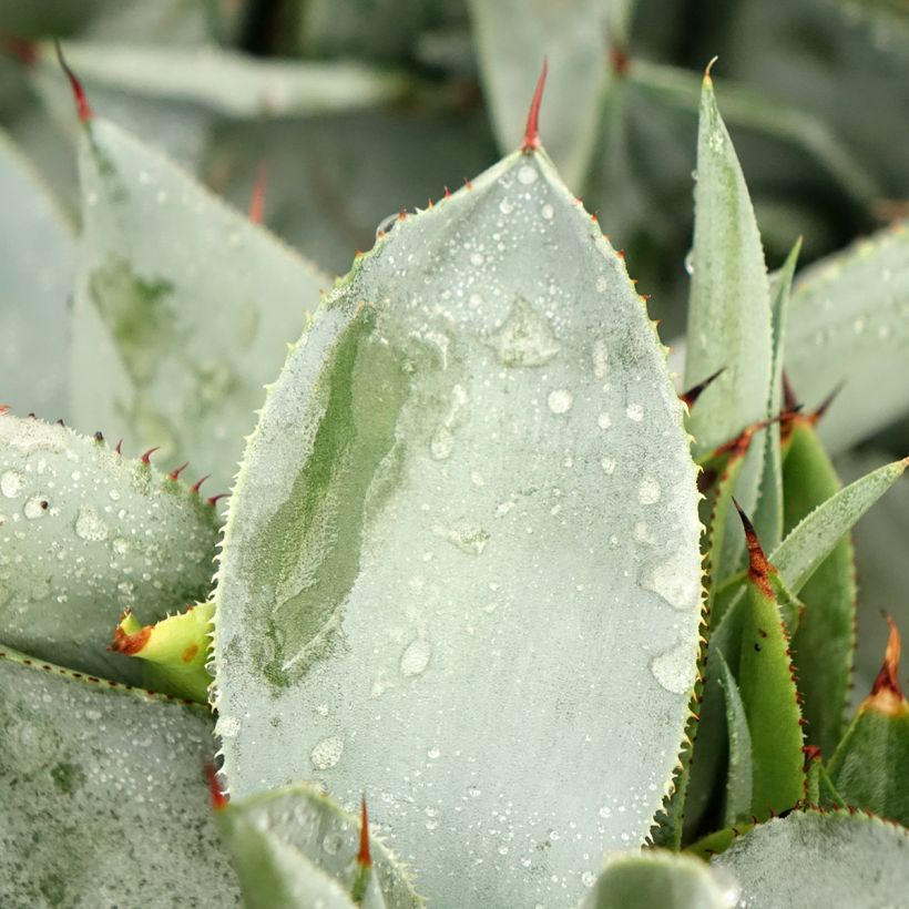 Agave pygmae Dragon Toes (Laub)