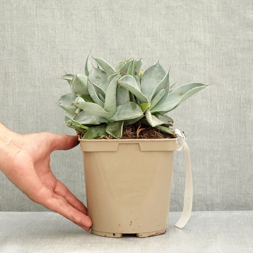 Exemplar von Agave pygmae Dragon Toes Topf mit 3L/4L wie im Sommer geliefert
