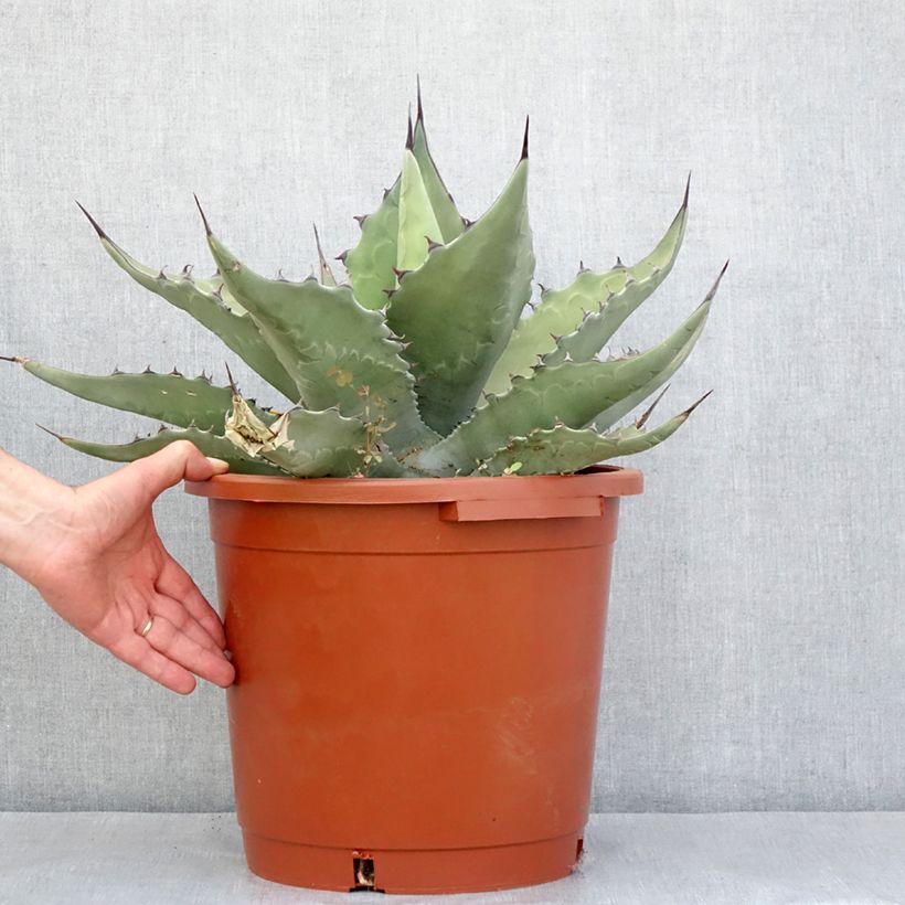 Exemplar von Agave salmiana subsp. crassispina Topf mit 12L/15L wie im Frühjahr geliefert