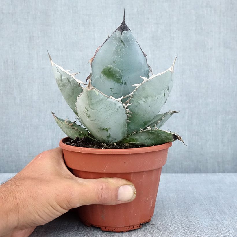 Exemplar von Agave titanota Topf 12 cm / 13 cm wie im Sommer geliefert