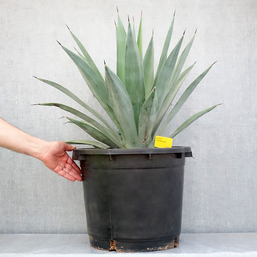 Exemplar von Agave x winteriana Topf mit 30L/35L wie im Frühjahr geliefert