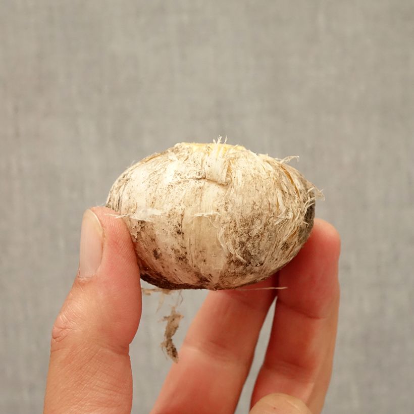 Exemplar von Allium Lucy Ball - Zierlauch Zwiebel Kaliber/Größe 16/18 wie im Herbst geliefert