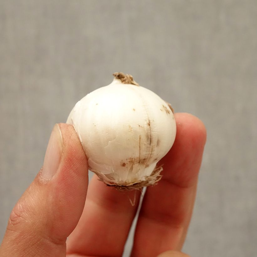 Exemplar von Allium aflatunense Purple Sensation - Zierlauch Zwiebel Kaliber/Größe 12+ wie im Herbst geliefert