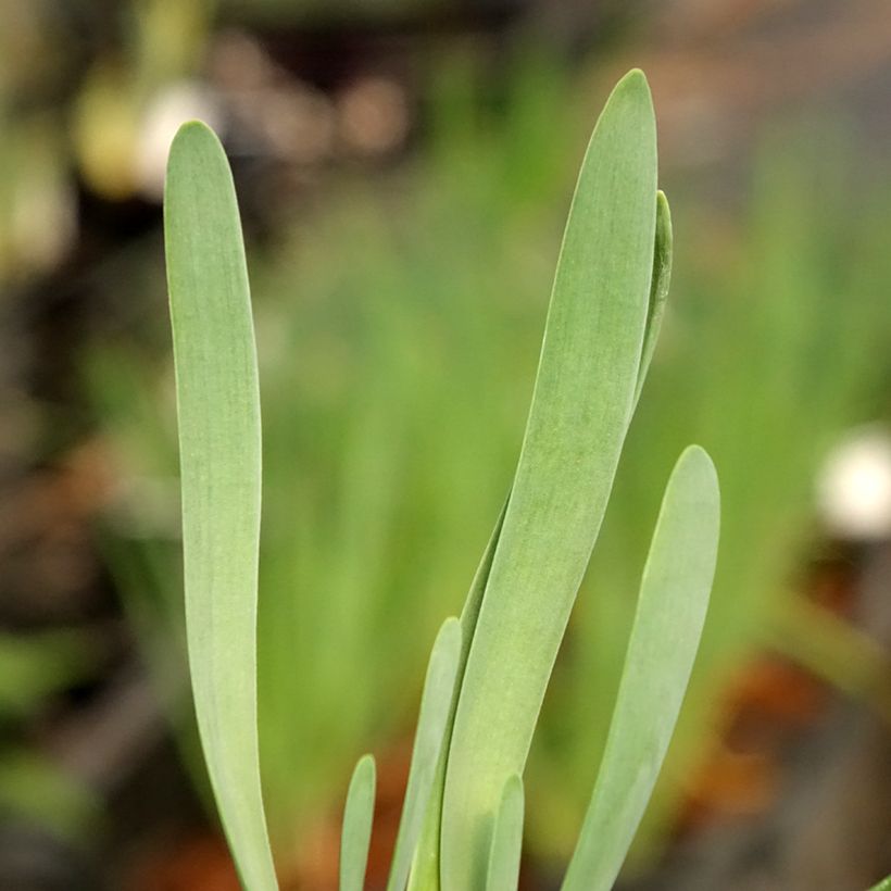 Allium Bubble Bath - Zierlauch (Laub)