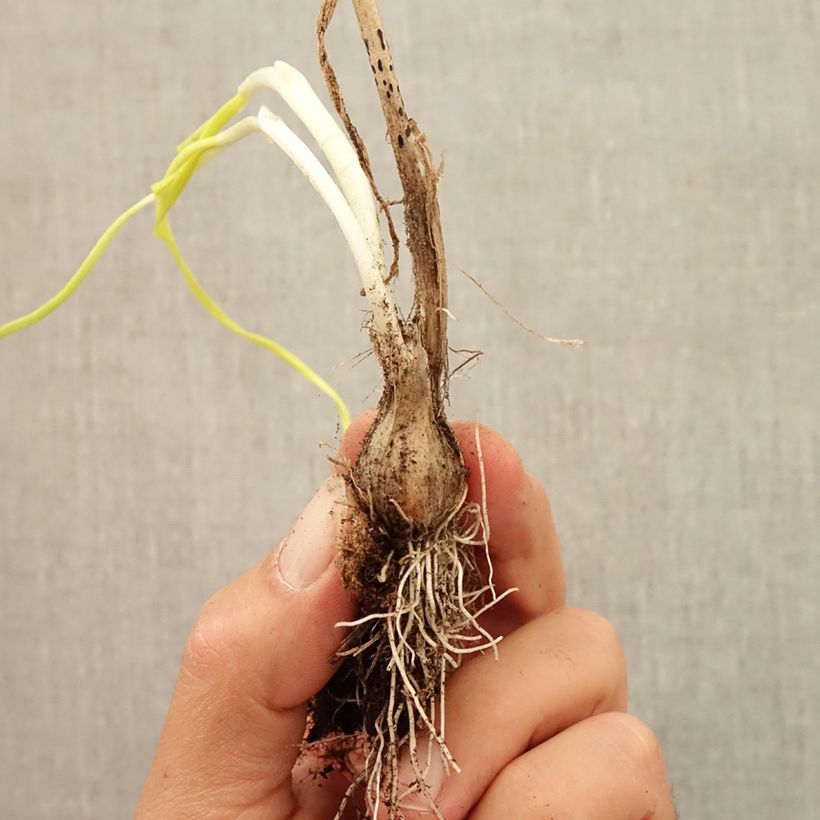 Exemplar von Allium carinatum subsp. pulchellum Album - Zierlauch Zwiebel Kaliber/Größe I wie im Herbst geliefert