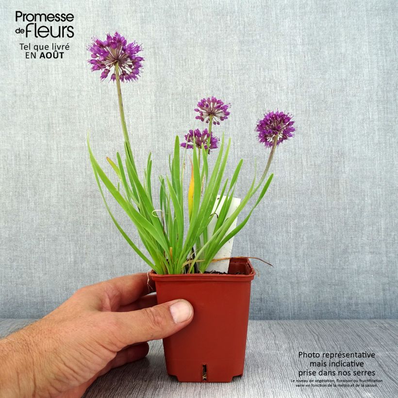 Exemplar von Allium Lavender Bubbles - Zierlauch Kleine Töpfe von 8/9 cm wie im Sommer geliefert