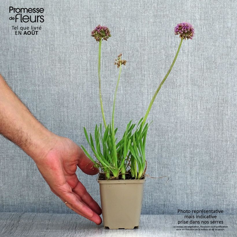 Exemplar von Allium Little Sapphire - Zierlauch Kleine Töpfe von 8/9 cm wie im Sommer geliefert