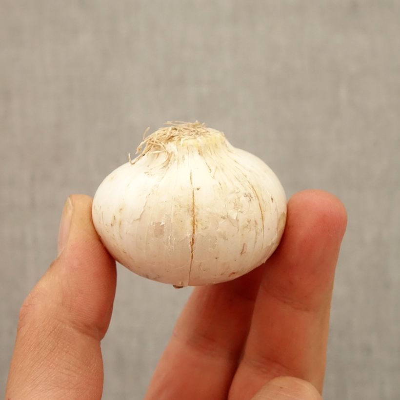 Exemplar von Allium macleanii - Zierlauch Zwiebel Kaliber/Größe 20+ wie im Herbst geliefert