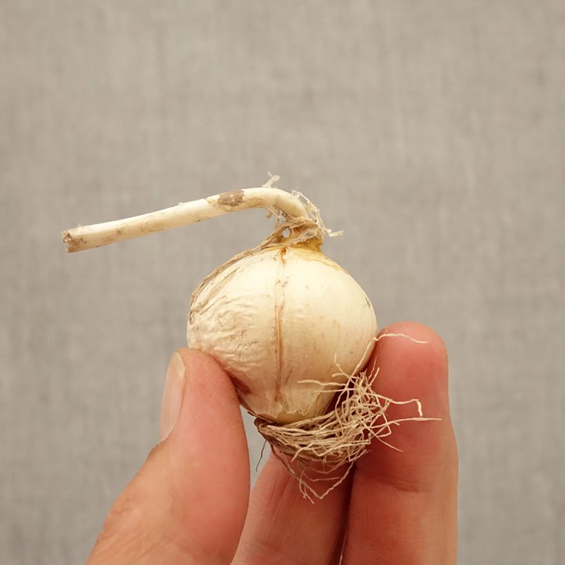 Exemplar von Allium Miami - Zierlauch Zwiebel Kaliber/Größe 10+ wie im Herbst geliefert