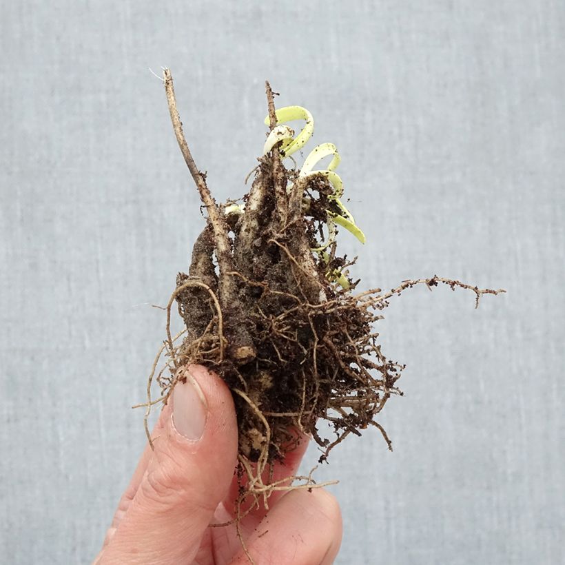 Exemplar von Allium Millenium - Zierlauch Wurzelnackt wie im Winter geliefert