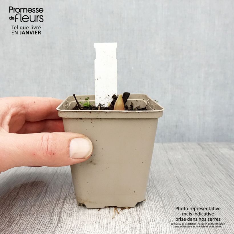 Exemplar von Allium Ostara - Zierlauch Kleine Töpfe von 8/9 cm wie im Winter geliefert