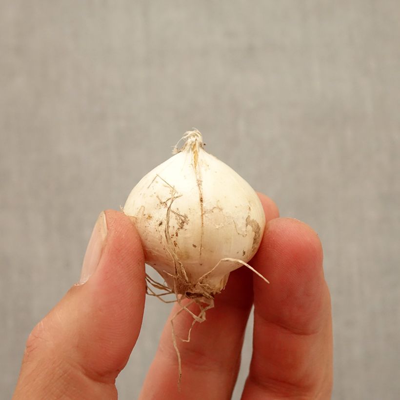 Exemplar von Allium amethystinum Red Mohican - Zierlauch Zwiebel Kaliber/Größe 10+ wie im Herbst geliefert
