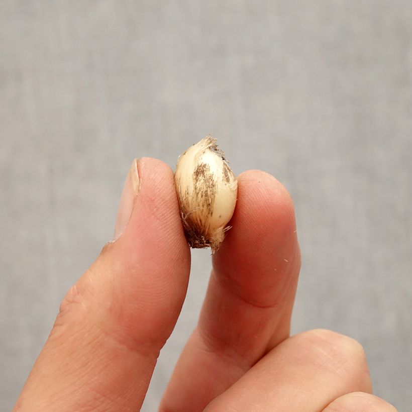 Exemplar von Allium scorodoprasum Bizarre - Knoblauchartiger Lauch Zwiebel Kaliber/Größe 5+ wie im Herbst geliefert