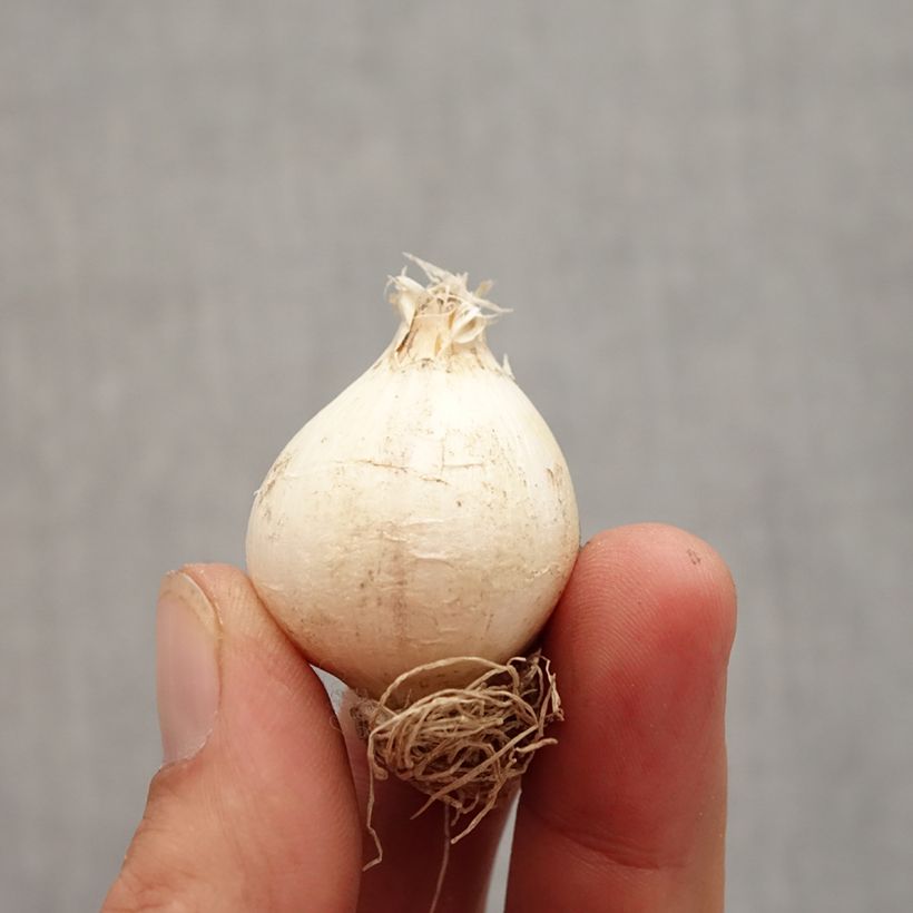 Exemplar von Allium schubertii - Schuberts Lauch Zwiebel Kaliber/Größe 10 wie im Herbst geliefert